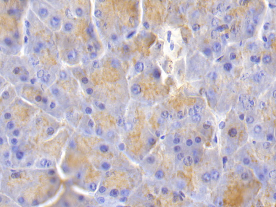 Biotin-Linked Polyclonal Antibody to Elastin (ELN)