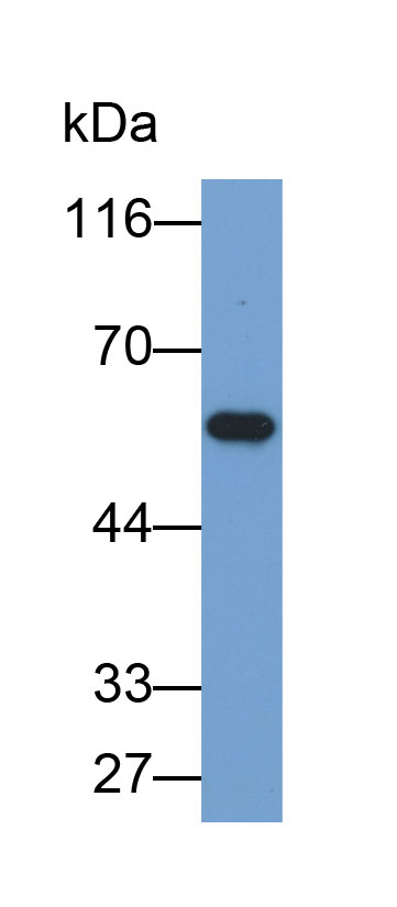 Biotin-Linked Polyclonal Antibody to Adenylyl Cyclase Associated Protein 1 (CAP1)