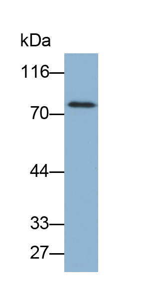 Biotin-Linked Polyclonal Antibody to Vascular Endothelial Growth Factor Receptor 2 (VEGFR2)