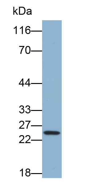 Biotin-Linked Polyclonal Antibody to Cluster of Differentiation 90 (CD90)