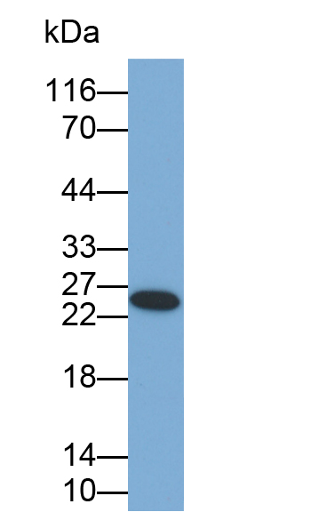 Biotin-Linked Polyclonal Antibody to Cluster of Differentiation 90 (CD90)