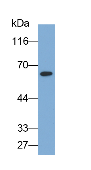 Biotin-Linked Polyclonal Antibody to Tyrosine Hydroxylase (TH)