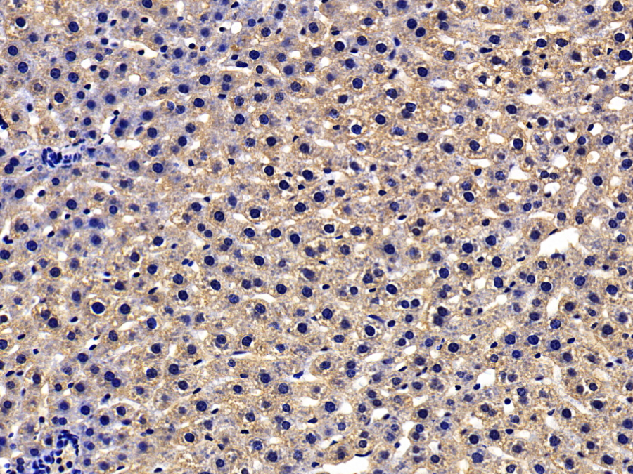 Biotin-Linked Polyclonal Antibody to Acetylcholinesterase (ACHE)