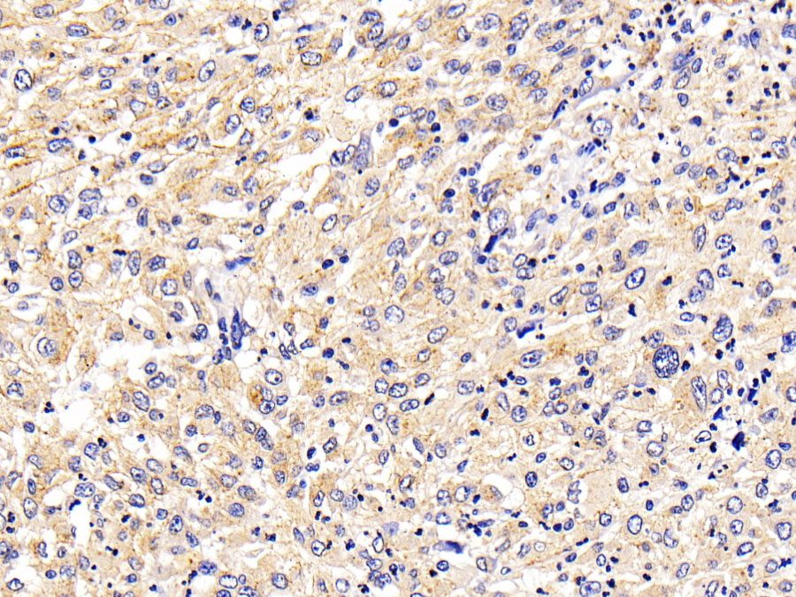 Biotin-Linked Polyclonal Antibody to Lysosomal Associated Membrane Protein 2 (LAMP2)