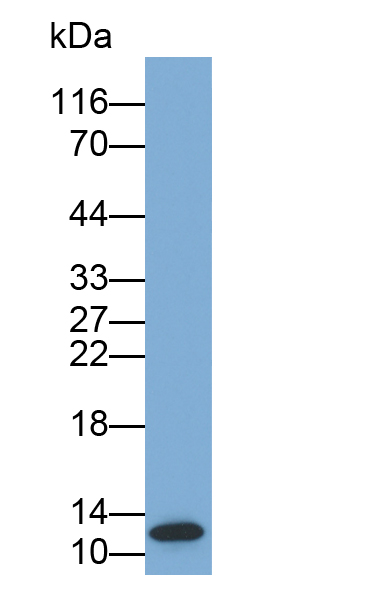 Biotin-Linked Polyclonal Antibody to Matrix Gla Protein (MGP)