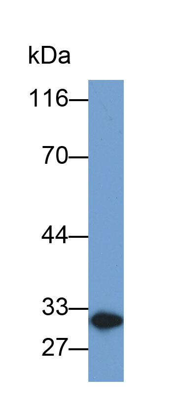 Biotin-Linked Polyclonal Antibody to Mannose Binding Lectin (MBL)