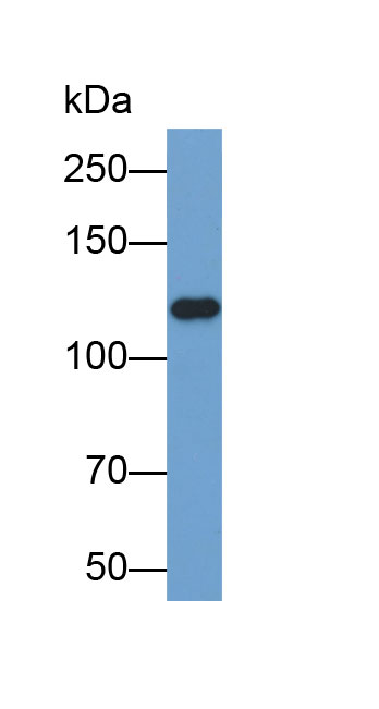 Biotin-Linked Polyclonal Antibody to N-cadherin (NCAD)