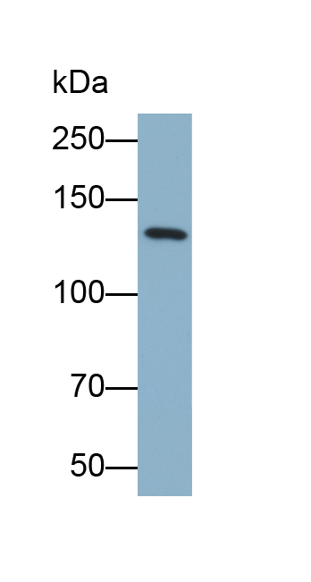 Biotin-Linked Polyclonal Antibody to N-cadherin (NCAD)