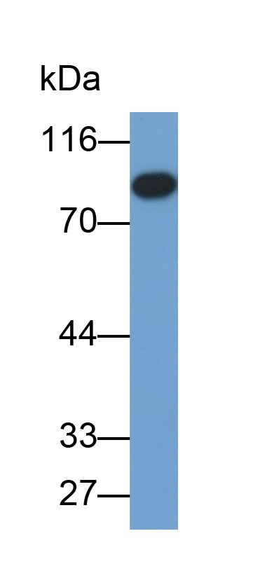 Biotin-Linked Polyclonal Antibody to Lumican (LUM)