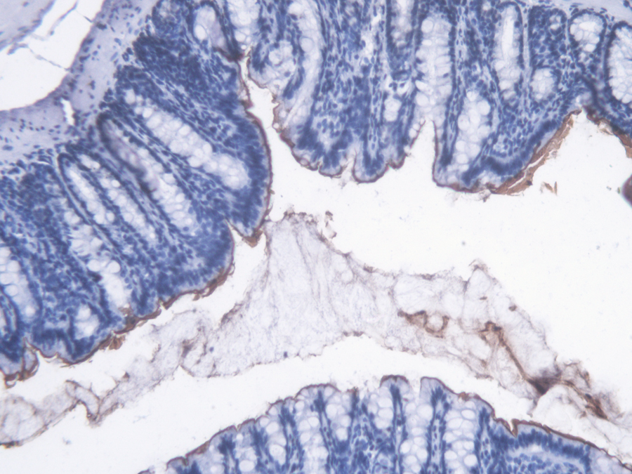 Biotin-Linked Monoclonal Antibody to Lipopolysaccharide (LPS)