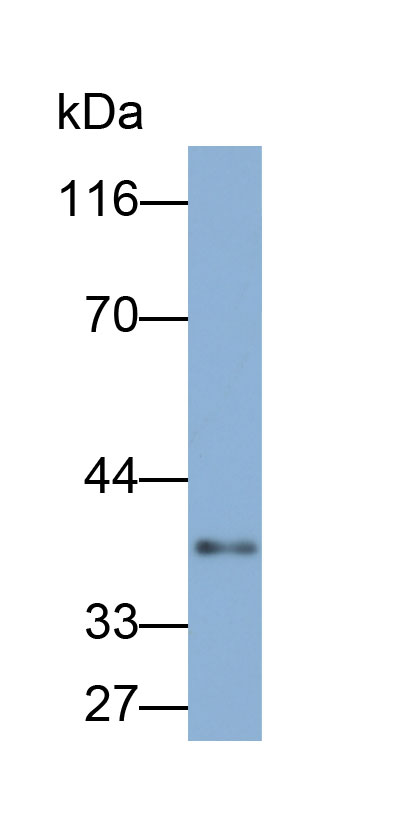 Biotin-Linked Polyclonal Antibody to Interferon Regulatory Factor 1 (IRF1)