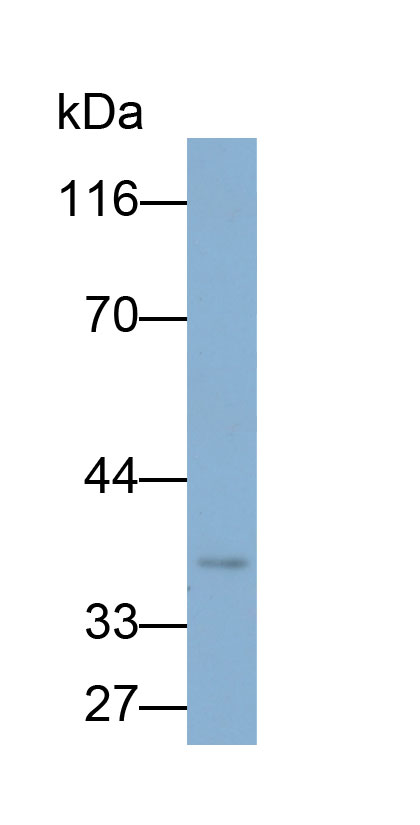 Biotin-Linked Polyclonal Antibody to Interferon Regulatory Factor 1 (IRF1)