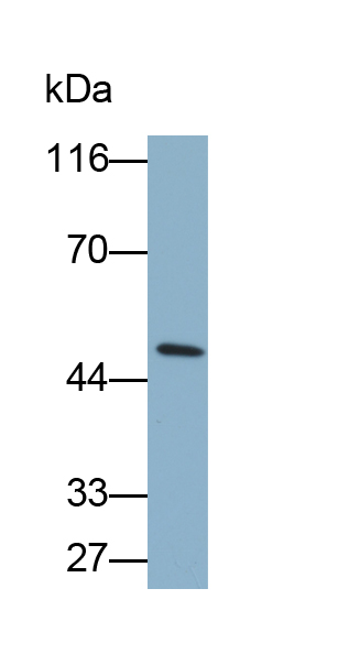 Biotin-Linked Polyclonal Antibody to Caspase 1 (CASP1)