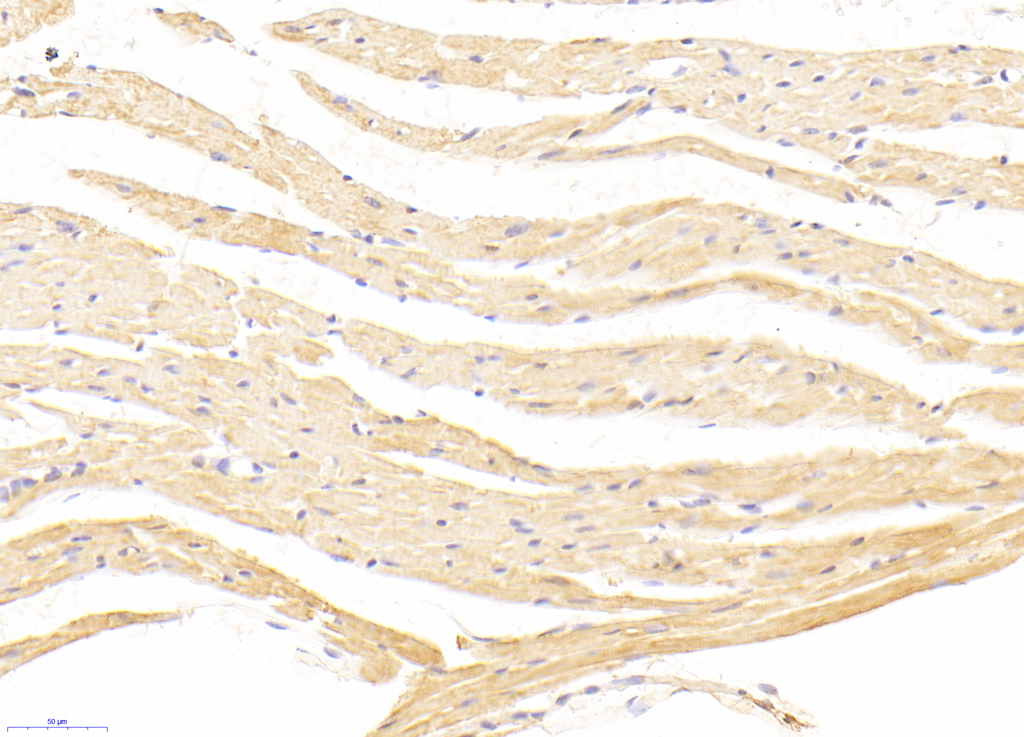 Biotin-Linked Polyclonal Antibody to Myostatin (MSTN)