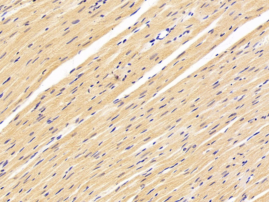 Biotin-Linked Polyclonal Antibody to Myostatin (MSTN)