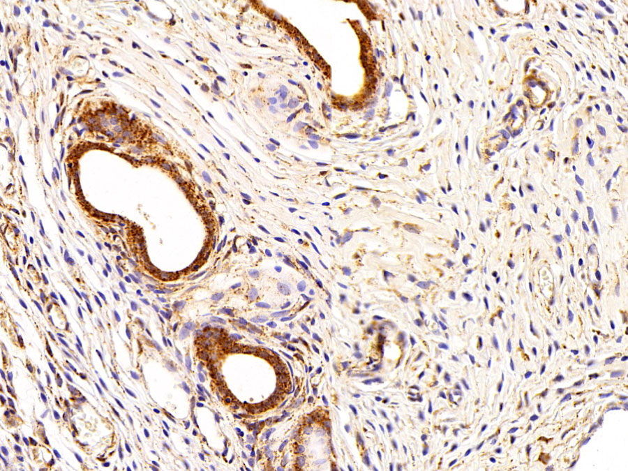 Biotin-Linked Polyclonal Antibody to Golgi Phosphoprotein 2 (GOLPH2)