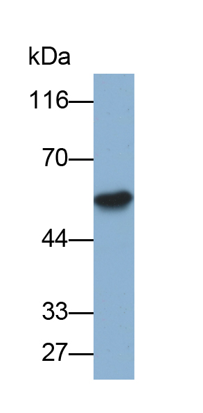 Biotin-Linked Polyclonal Antibody to Alpha-1-Antitrypsin (a1AT)