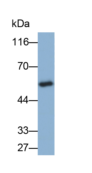 Biotin-Linked Polyclonal Antibody to Alpha-1-Antitrypsin (a1AT)