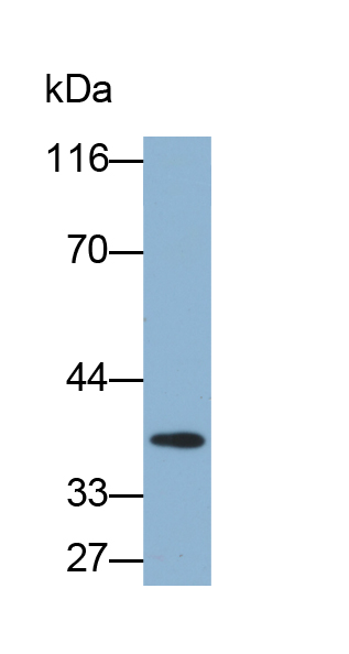 Biotin-Linked Polyclonal Antibody to Lactate Dehydrogenase B (LDHB)