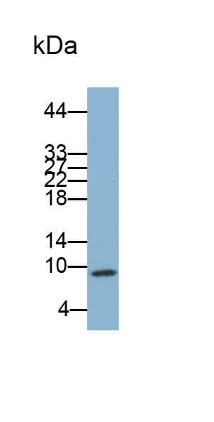 Biotin-Linked Polyclonal Antibody to S100 Calcium Binding Protein A8 (S100A8)