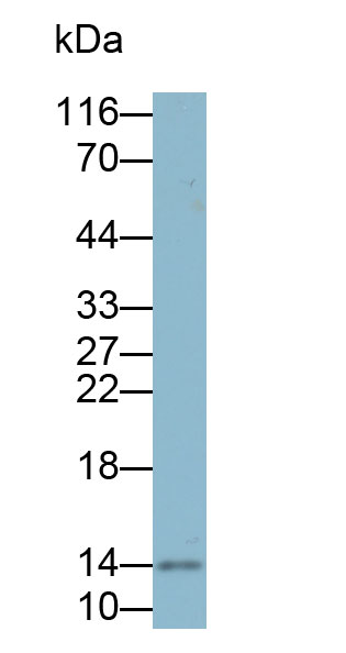 Biotin-Linked Monoclonal Antibody to S100 Calcium Binding Protein A9 (S100A9)