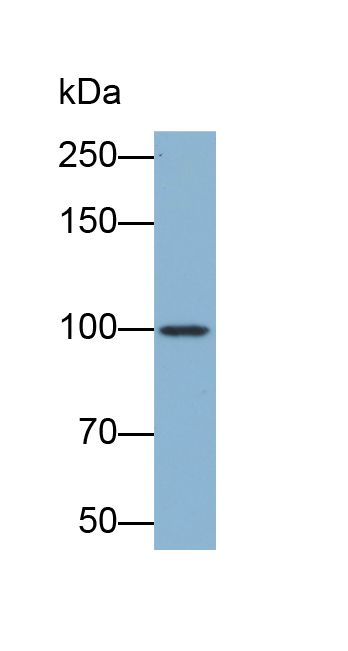 Biotin-Linked Polyclonal Antibody to Vascular Endothelial Growth Factor Receptor 1 (VEGFR1)