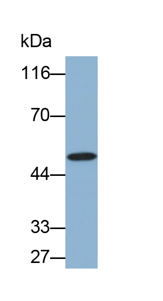 Biotin-Linked Polyclonal Antibody to Cytokeratin 17 (CK17)