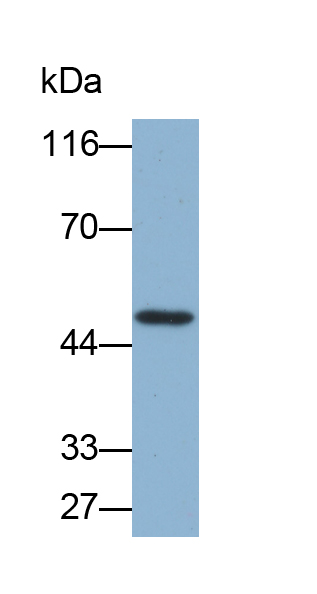 Biotin-Linked Polyclonal Antibody to Nuclear Factor Kappa B (NFkB)