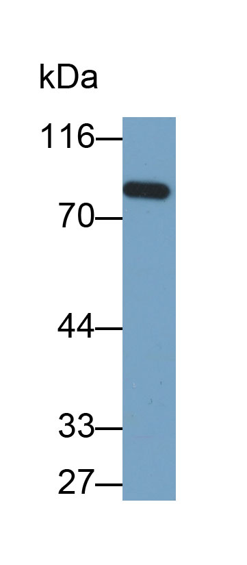 Biotin-Linked Polyclonal Antibody to Transglutaminase 2 (TGM2)