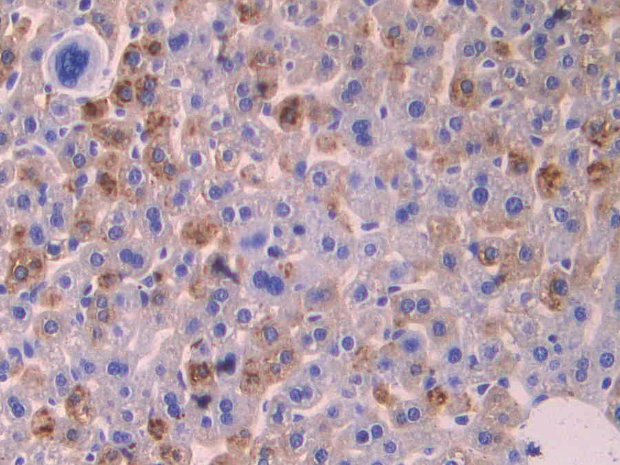 Biotin-Linked Polyclonal Antibody to Hedgehog Homolog, Sonic (SHH)