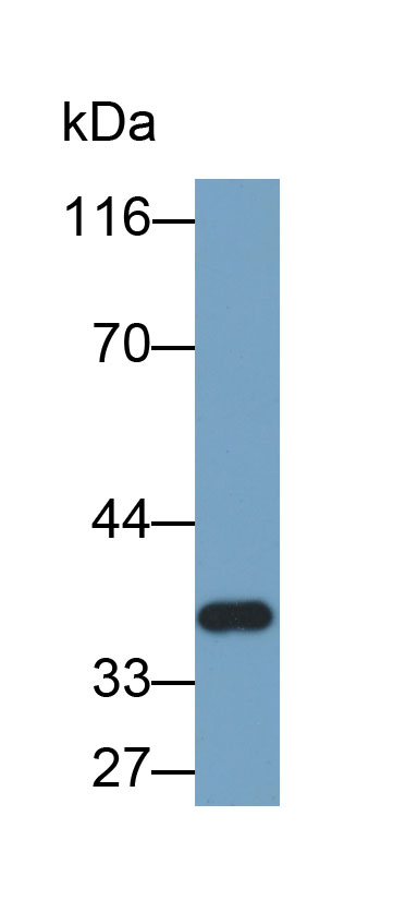 Biotin-Linked Polyclonal Antibody to Inhibitory Subunit Of NF Kappa B Alpha (IkBa)