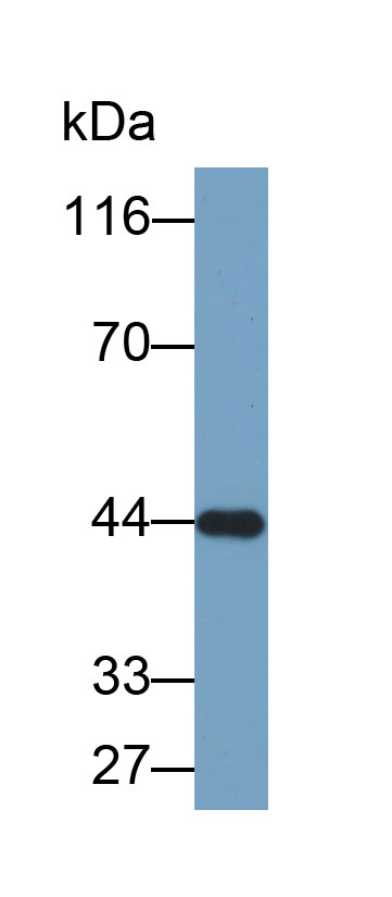 Biotin-Linked Polyclonal Antibody to Major Histocompatibility Complex Class I G (MHCG)