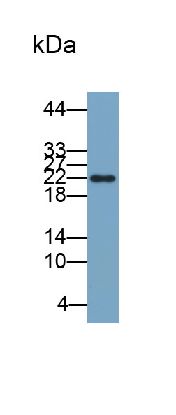 Biotin-Linked Polyclonal Antibody to Mitogen Activated Protein Kinase 10 (MAPK10)