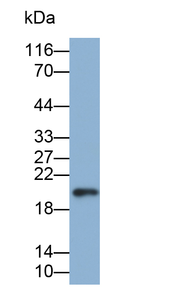 Biotin-Linked Polyclonal Antibody to Cluster Of Differentiation 3d (CD3d)