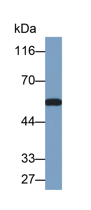 Biotin-Linked Polyclonal Antibody to Coagulation Factor VII (F7)