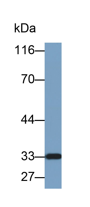 Biotin-Linked Polyclonal Antibody to Cyclin Dependent Kinase 1 (CDK1)