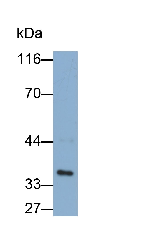 Biotin-Linked Polyclonal Antibody to Cyclin Dependent Kinase 2 (CDK2)