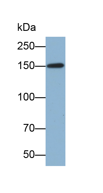 Biotin-Linked Polyclonal Antibody to Vascular Endothelial Growth Factor Receptor 3 (VEGFR3)