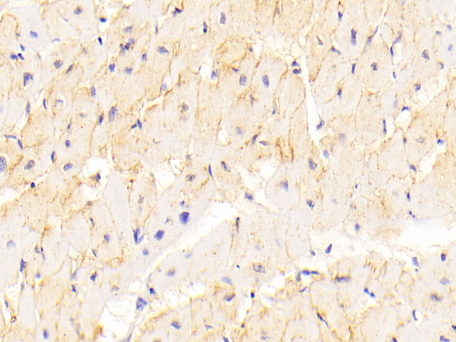 Biotin-Linked Polyclonal Antibody to Cadherin, Heart (CDHH)