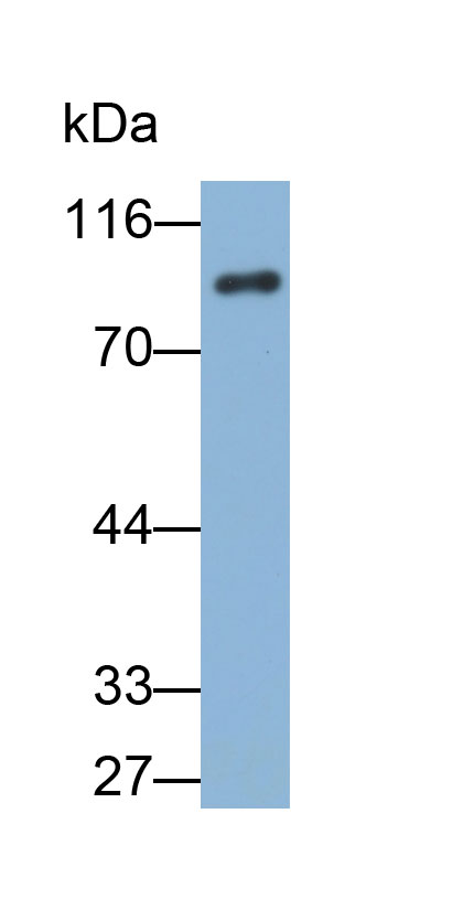 Biotin-Linked Polyclonal Antibody to Cadherin, Heart (CDHH)