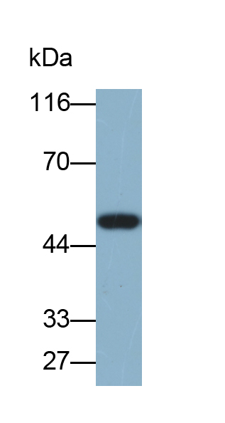 Biotin-Linked Polyclonal Antibody to Interleukin 7 Receptor (IL7R)