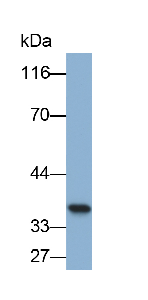 Biotin-Linked Polyclonal Antibody to Glyceraldehyde-3-Phosphate Dehydrogenase (GAPDH)