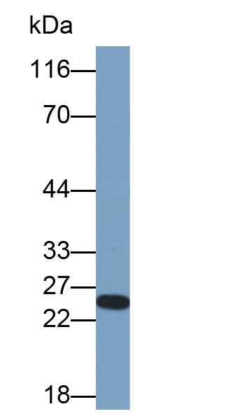 Biotin-Linked Polyclonal Antibody to Glutathione S Transferase Alpha 2 (GSTa2)