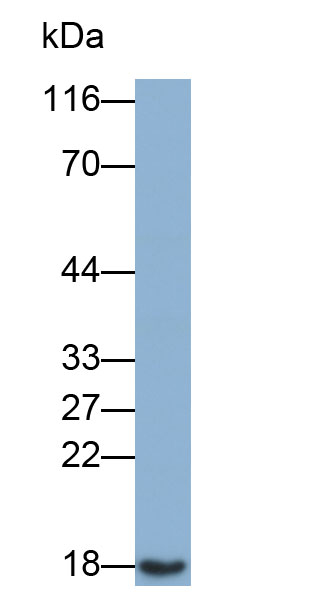 Biotin-Linked Polyclonal Antibody to Superoxide Dismutase 1 (SOD1)