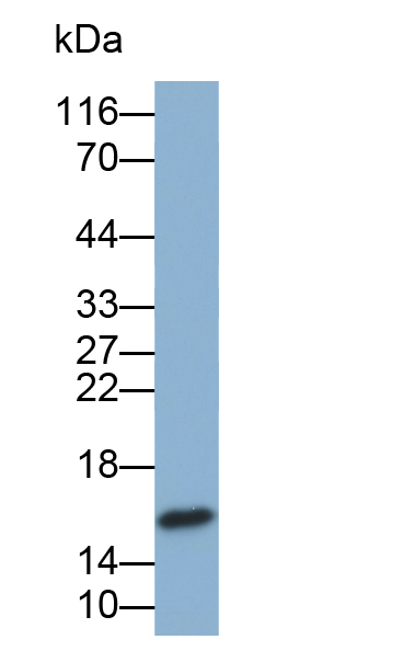 Biotin-Linked Polyclonal Antibody to Superoxide Dismutase 1 (SOD1)