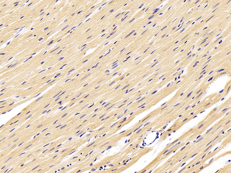 Biotin-Linked Polyclonal Antibody to Calpain 1 (CAPN1)