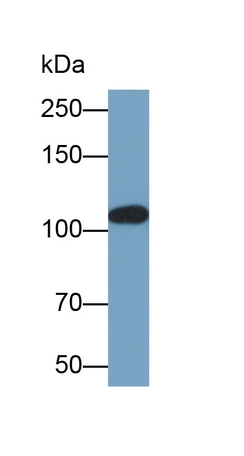 Biotin-Linked Polyclonal Antibody to Protein Kinase N2 (PKN2)