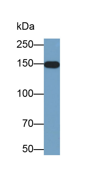 Biotin-Linked Polyclonal Antibody to Toll Like Receptor 8 (TLR8)