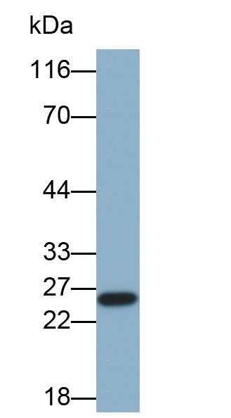 Biotin-Linked Monoclonal Antibody to Hemojuvelin (HJV)