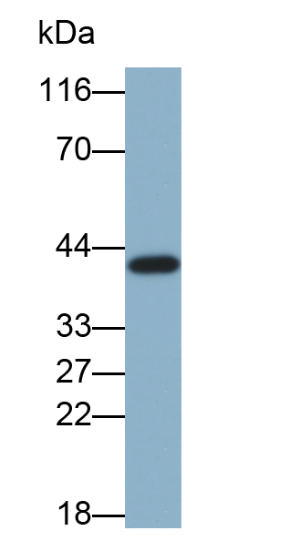 Biotin-Linked Monoclonal Antibody to Apolipoprotein A5 (APOA5)